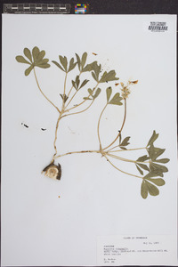 Psoralea subacaulis image