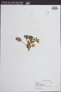 Psoralea subacaulis image