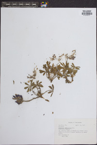 Psoralea subacaulis image