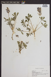 Psoralea subacaulis image