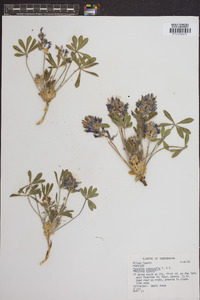 Psoralea subacaulis image