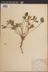 Psoralea subacaulis image