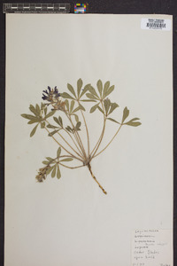 Psoralea subacaulis image