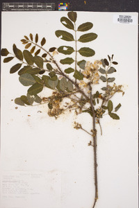 Robinia hispida image