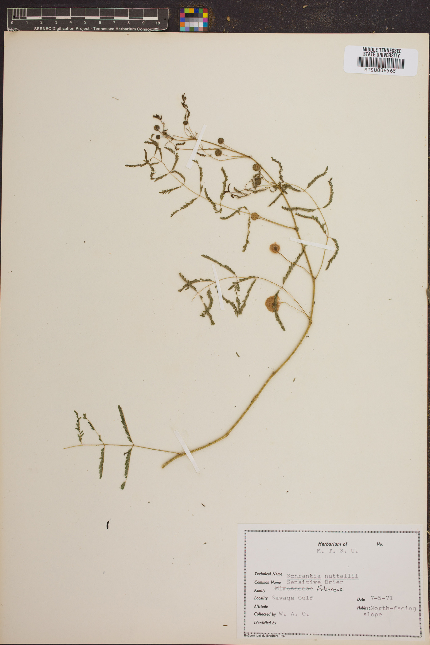 Schrankia nuttalii image