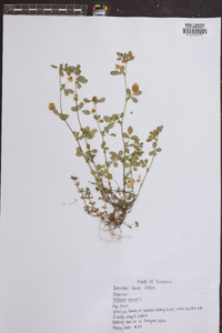 Trifolium aureum image