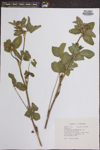 Trifolium fragiferum image