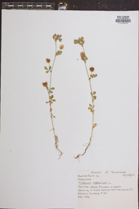 Trifolium aureum image