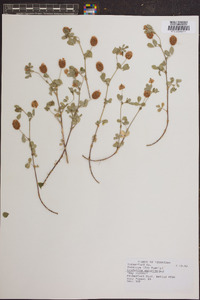 Trifolium aureum image