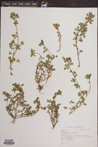 Trifolium aureum image