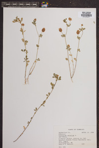 Trifolium aureum image