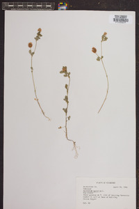 Trifolium aureum image