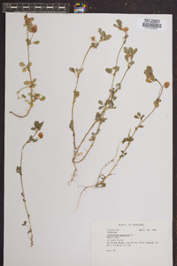 Trifolium aureum image