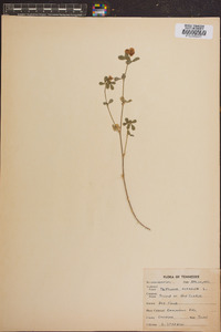 Trifolium aureum image