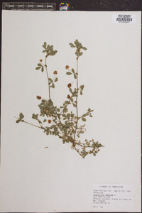 Trifolium dubium image