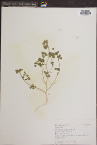 Trifolium dubium image