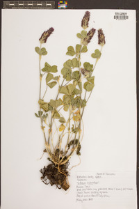 Trifolium incarnatum image