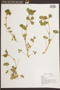 Trifolium incarnatum image