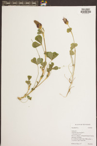 Trifolium incarnatum image