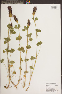 Trifolium incarnatum image