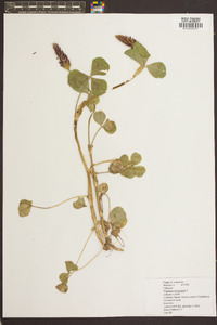 Trifolium incarnatum image