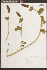 Trifolium incarnatum image