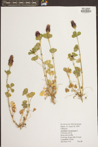 Trifolium incarnatum image