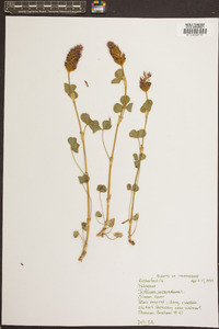 Trifolium incarnatum image