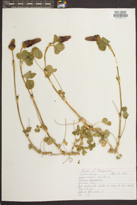 Trifolium incarnatum image