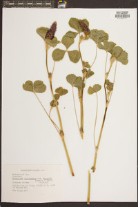 Trifolium incarnatum image