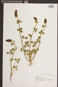 Trifolium incarnatum image