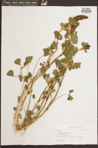 Trifolium incarnatum image