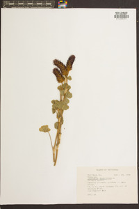 Trifolium incarnatum image