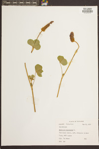 Trifolium incarnatum image