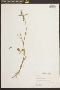 Trifolium incarnatum image