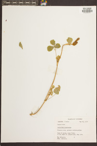 Trifolium incarnatum image