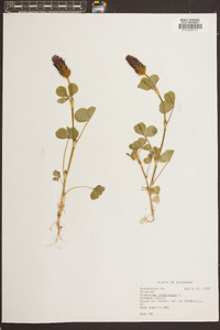 Trifolium incarnatum image