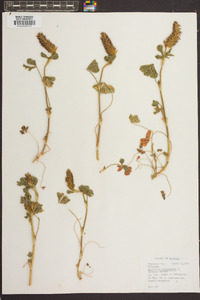 Trifolium incarnatum image