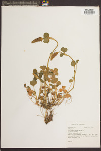 Trifolium incarnatum image