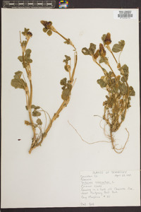 Trifolium incarnatum image