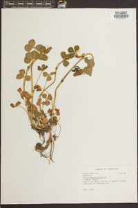 Trifolium incarnatum image