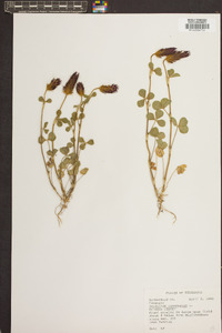 Trifolium incarnatum image