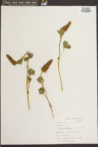 Trifolium incarnatum image