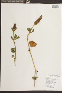 Trifolium incarnatum image