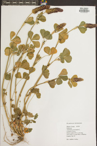 Trifolium incarnatum image