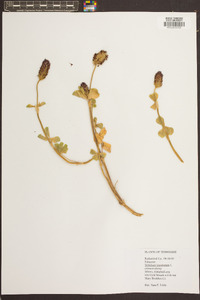 Trifolium incarnatum image