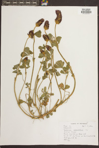 Trifolium incarnatum image