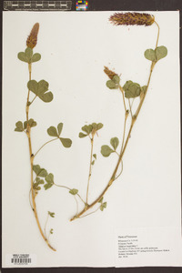 Trifolium incarnatum image