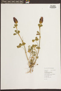 Trifolium incarnatum image