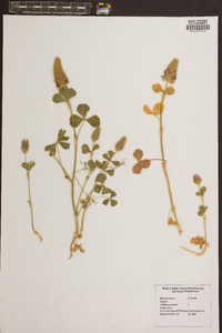 Trifolium incarnatum image